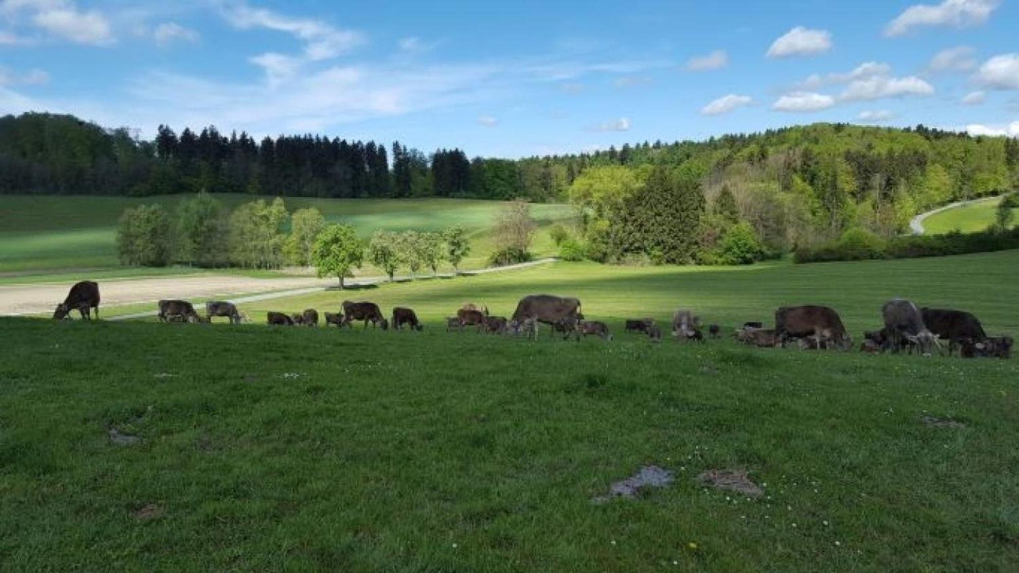 Roesslerhof Ferienwohnung Roesslerweiher Schlier 外观 照片