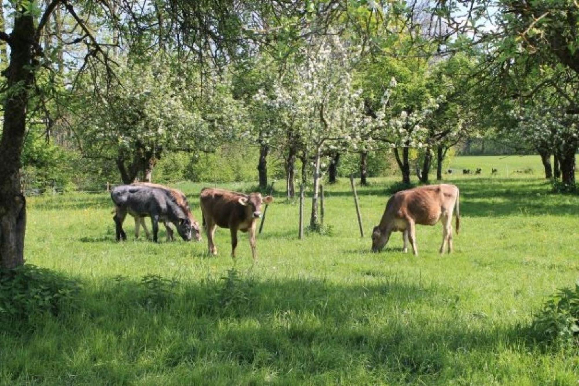 Roesslerhof Ferienwohnung Roesslerweiher Schlier 外观 照片