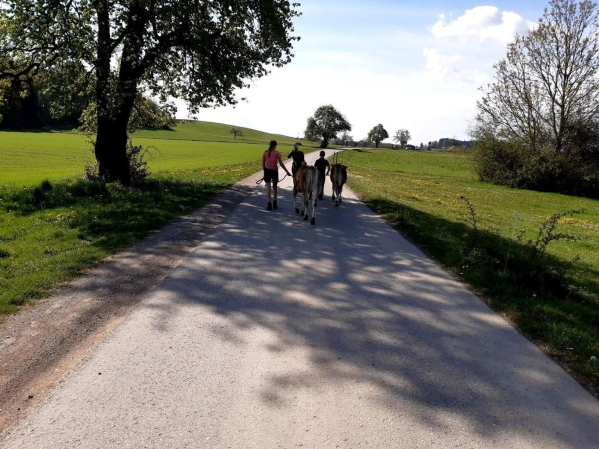 Roesslerhof Ferienwohnung Roesslerweiher Schlier 外观 照片