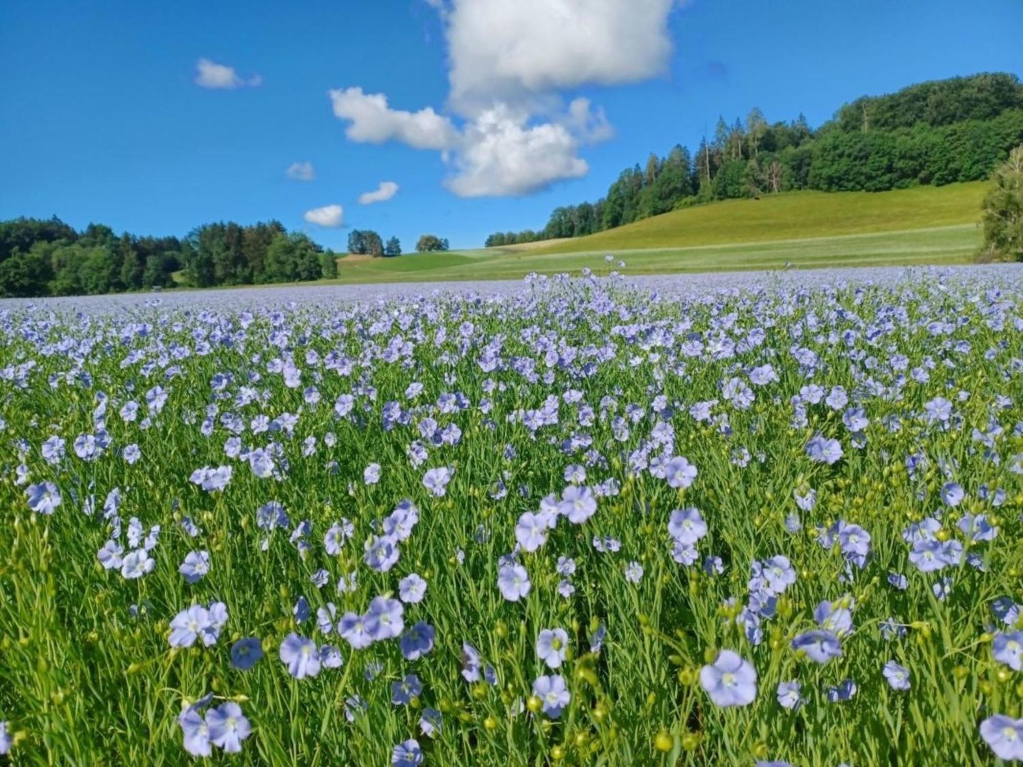 Roesslerhof Ferienwohnung Roesslerweiher Schlier 外观 照片